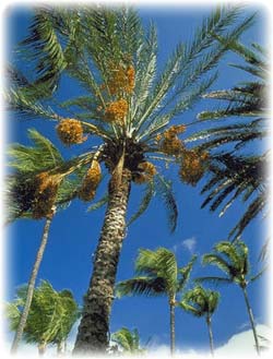 Iranian exporter of Iranian dry fruits, Iranian dates, Iranian raisins, Iranian Pistachio