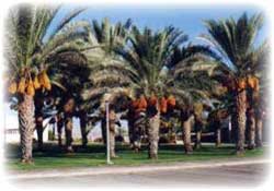 Iranian exporter of Iranian dry fruits, Iranian dates, Iranian raisins, Iranian Pistachio