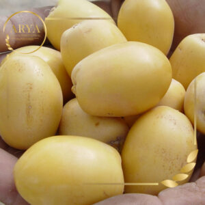 Fresh Barhi Dates – Khalal Stage (Crisp & Sweet)